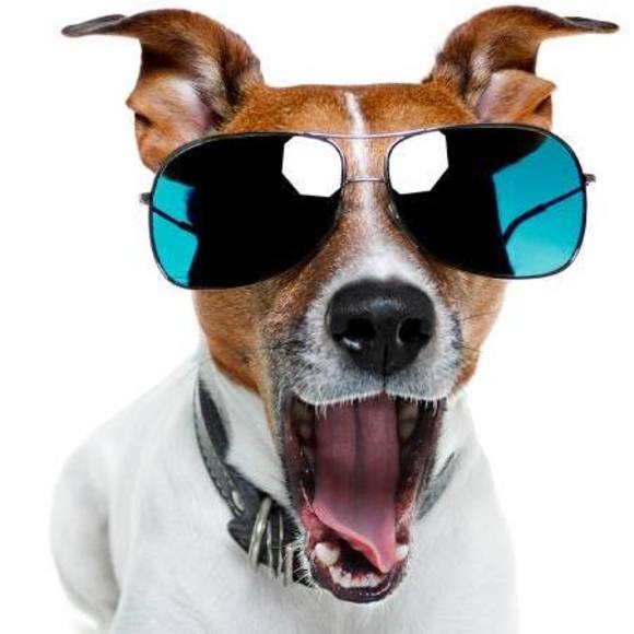 Meet your Posher, Jj - Picture 1 of 1